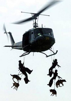 Air Assault Dogs