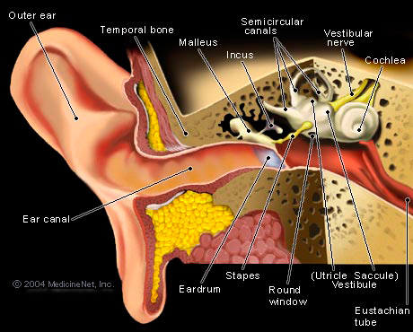 Navy_Seal_ear_cutaway_SOFREP