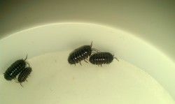 ROLY_POLYS_PILL_BUG_NAVY_SEALS