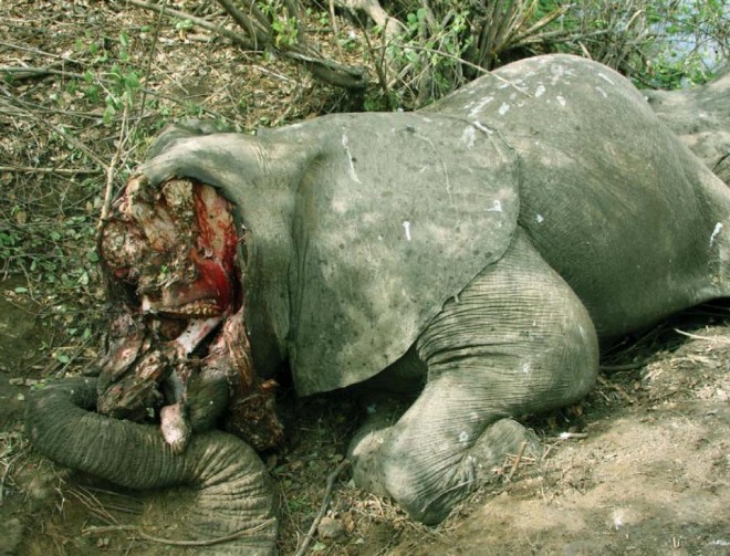 Poached-African-Elephant-SOFREP-ak47 Poached-African-Elephant-SOFREP-ak47