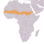 The semi-arid Sahel region in between the Sahara to the North and the Savannas to the South.