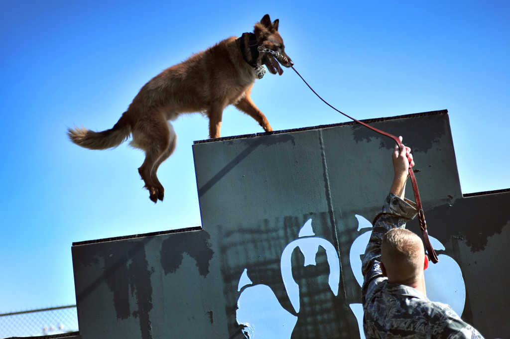 Military Working Dogs