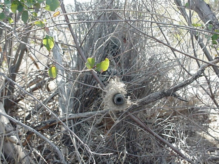 Military snipers: Past and present