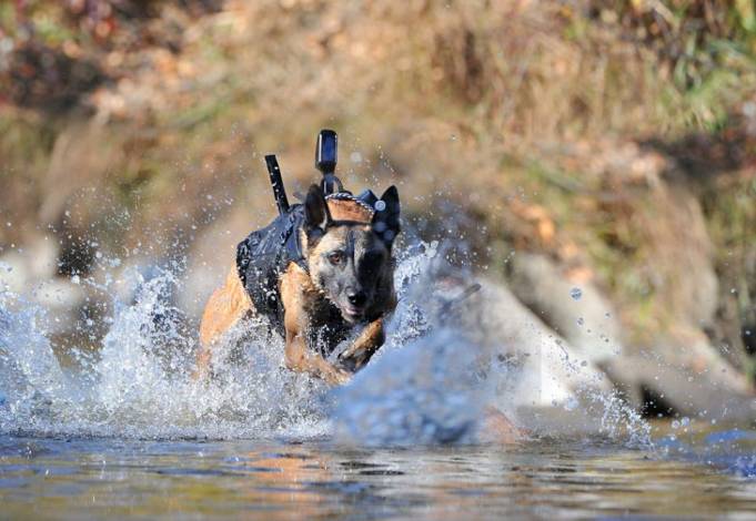 Inside the Secret World of Navy SEAL War Dogs