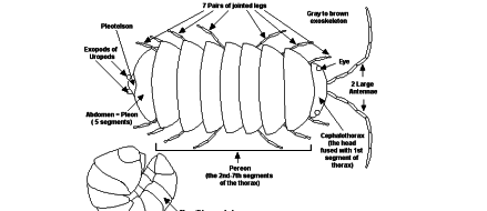 Sunday Humor: When Roly Polys Strike Fear into the Hearts & Minds of Navy SEALs!