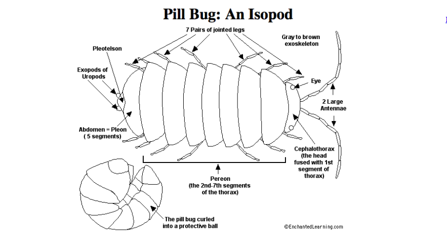Sunday Humor: When Roly Polys Strike Fear into the Hearts & Minds of Navy SEALs!