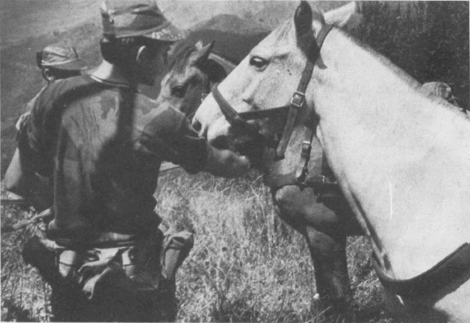Grey's Scouts with horses Grey's Scouts with horses