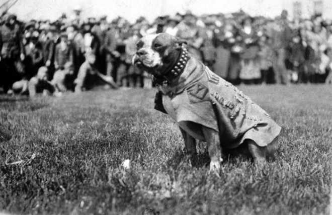 Sergeant Stubby in his coat