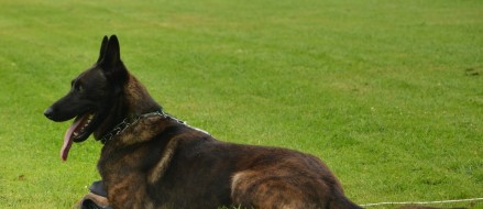 K9 Warriors: Meet “Nero”