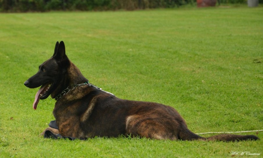 K9 Warriors: Meet “Nero”