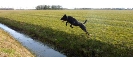 K9 Warriors #2: “Nero”