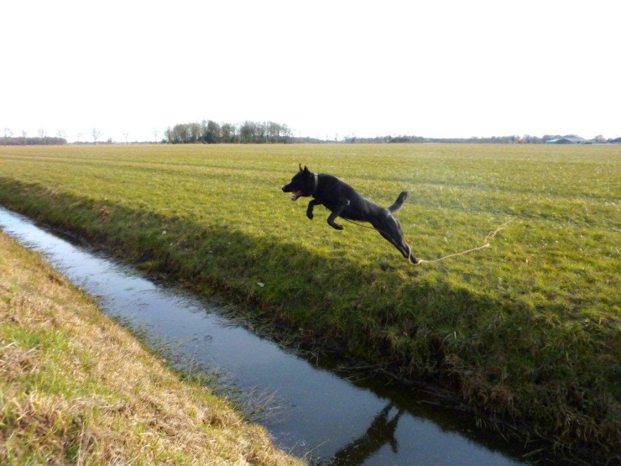 K9 Warriors #2: “Nero”