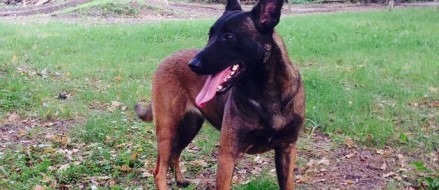 K9 Warriors #3: Meet Djena