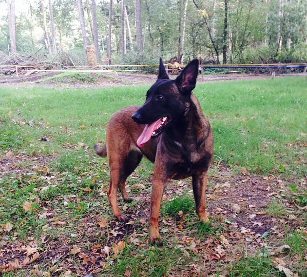 K9 Warriors #3: Meet Djena