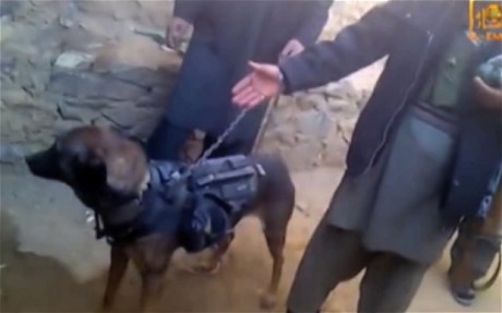 Captured British SAS Dog Shown in Taliban Video
