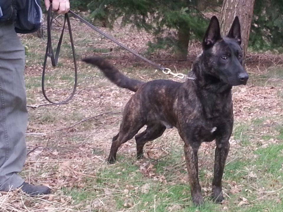 Caddy: Warrior Dog of the Month