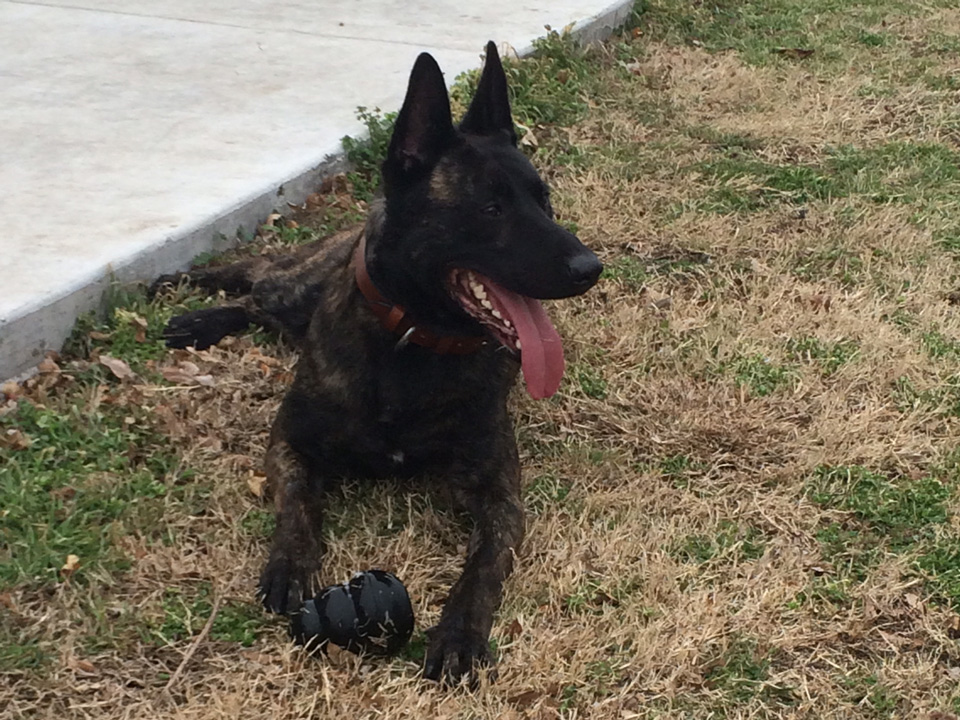 Caddy: Warrior Dog of the Month