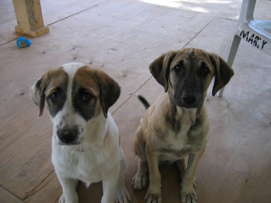 Saving Sandbag: Afghan Dog Adopted by OGA