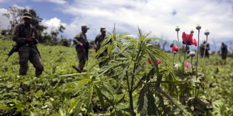 Is Legal Pot Crippling the Cartels?