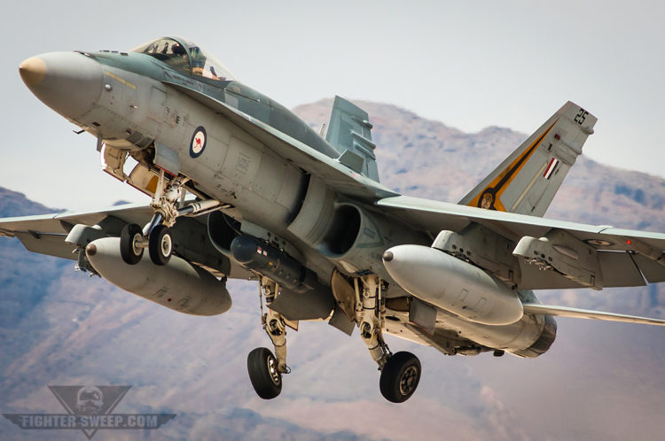 Video: Australian Hornet Ball