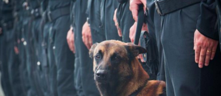 French Special Unit Dog ‘Diesel’ Killed by Terrorists in St-Denis raid