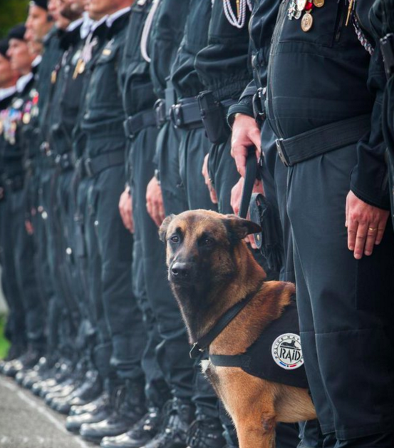 French Special Unit Dog ‘Diesel’ Killed by Terrorists in St-Denis raid