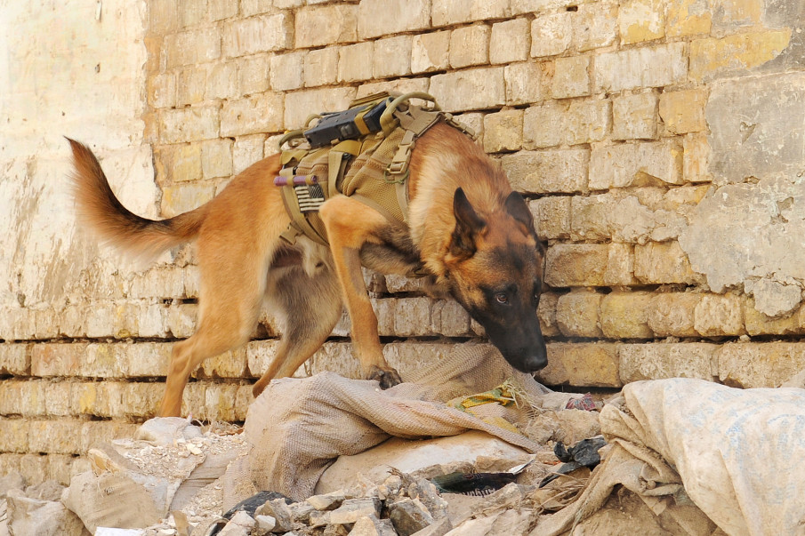 K2 Solutions and the ‘dumped’ military working dogs