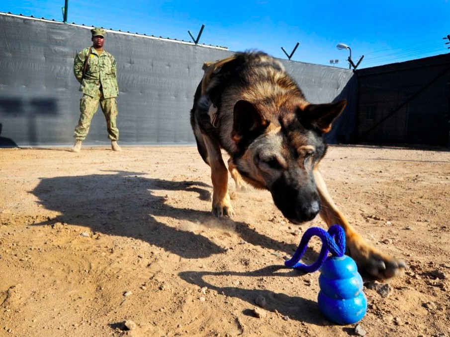 What makes Navy SEAL dogs so special?