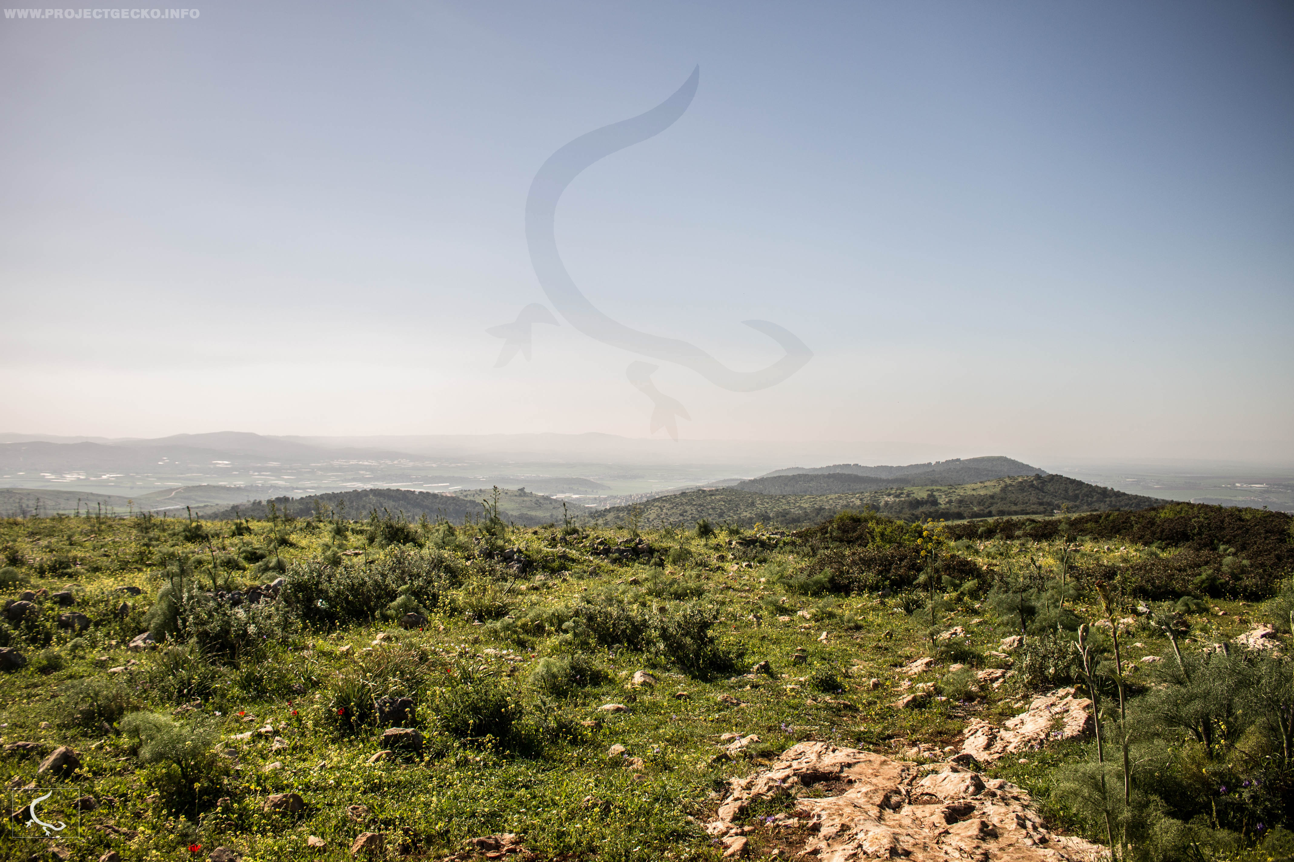 Can you find these hidden Israeli operators?