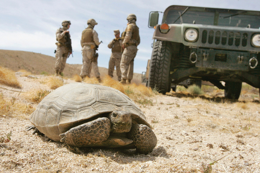 Marine Corps to spend $50 million on saving tortoises