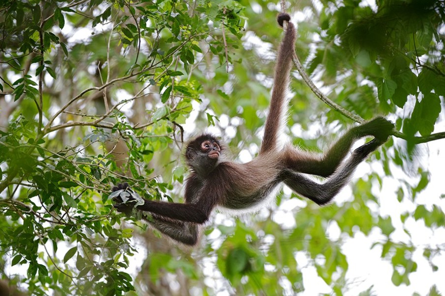 spider_monkey_1