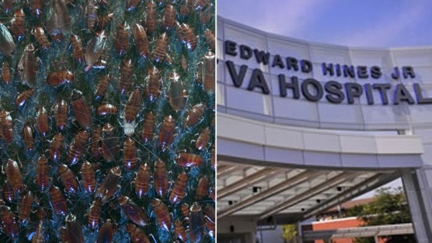 Whistleblower: Cockroaches Served in Food at Chicago-area VA Hospital
