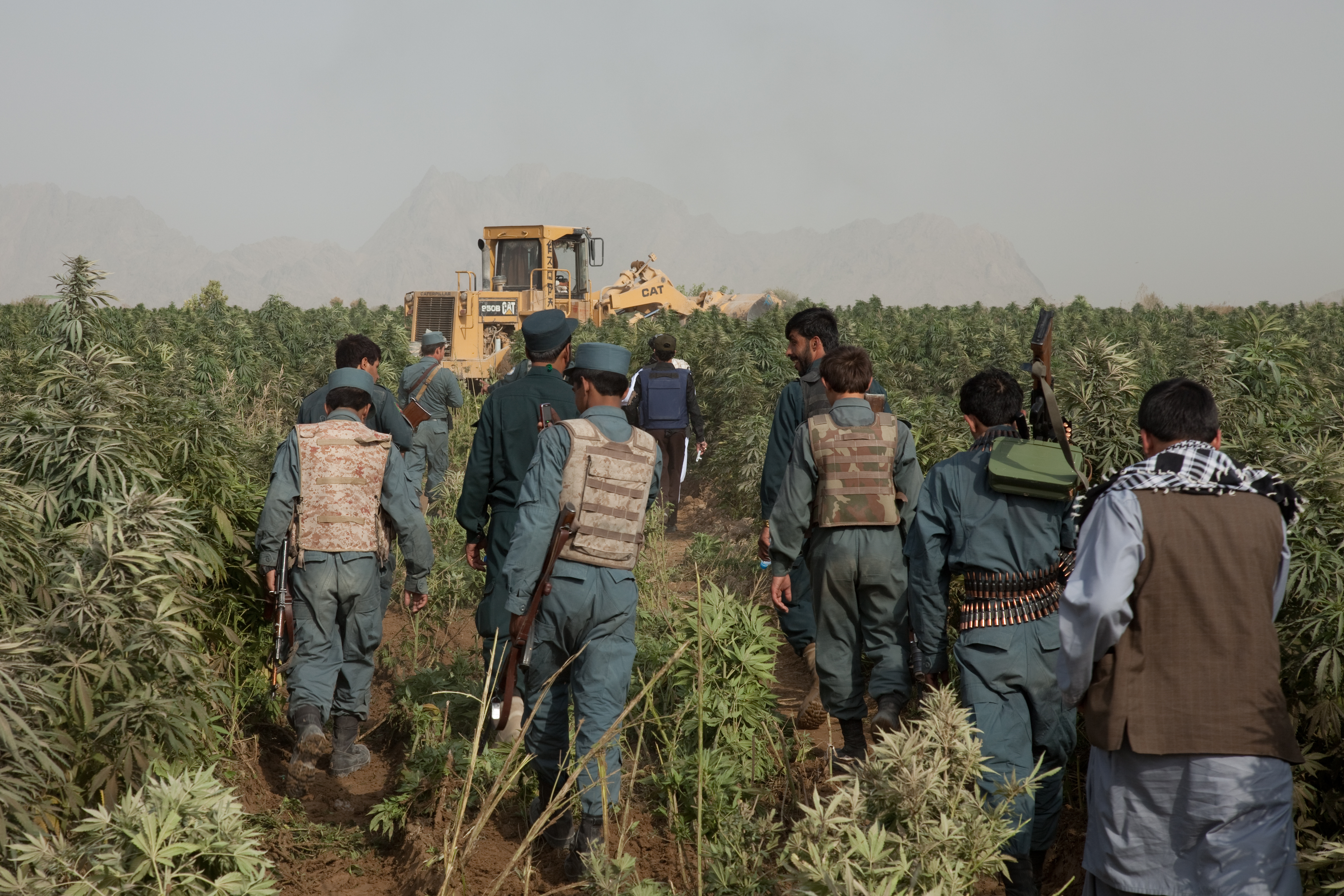 Members of the Afghanistan Uniformed Police follow a bucket loader into a marijuana field to provide security during the eradication of the field, Zharay district, Kandahar province, Afghanistan, Oct. 5.