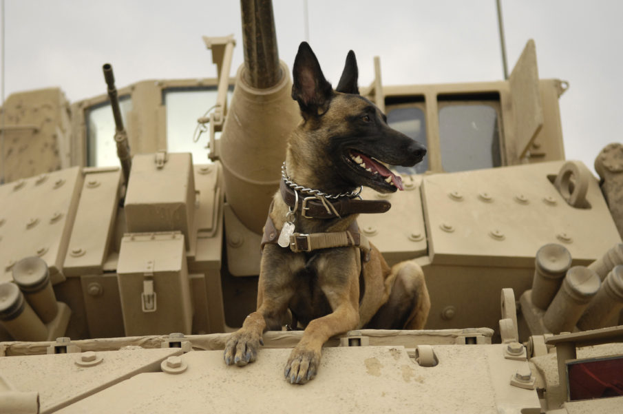 Fearless and Loyal Military Working Dogs