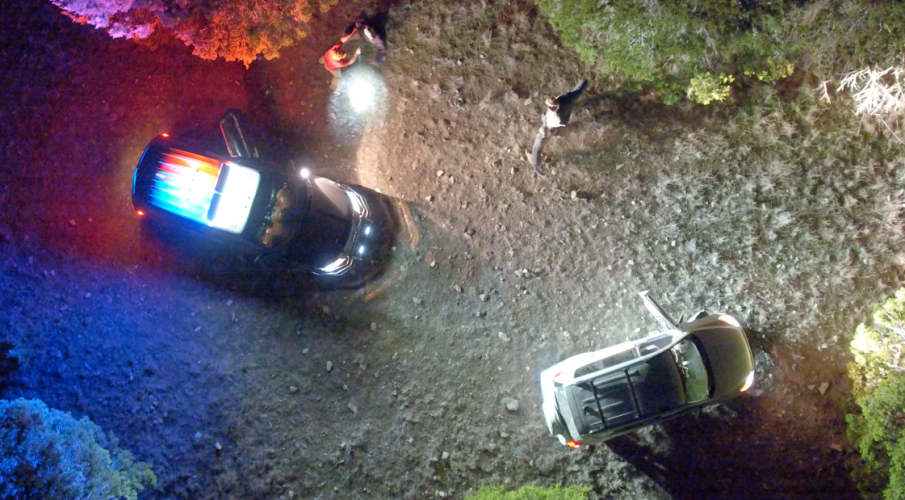 How hard is it to train military or law enforcement working dogs?