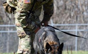 The U.S. Army’s Unique K-9 Mine Detectors