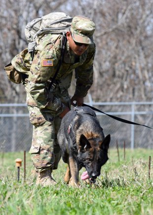 The U.S. Army’s Unique K-9 Mine Detectors