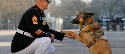 Military dog awarded animal equivalent of Victoria Cross