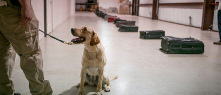 T.S.A. Trains Dogs to Stay One Sniff Ahead of Bomb Makers