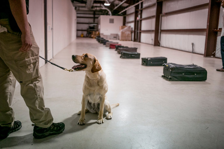 T.S.A. Trains Dogs to Stay One Sniff Ahead of Bomb Makers