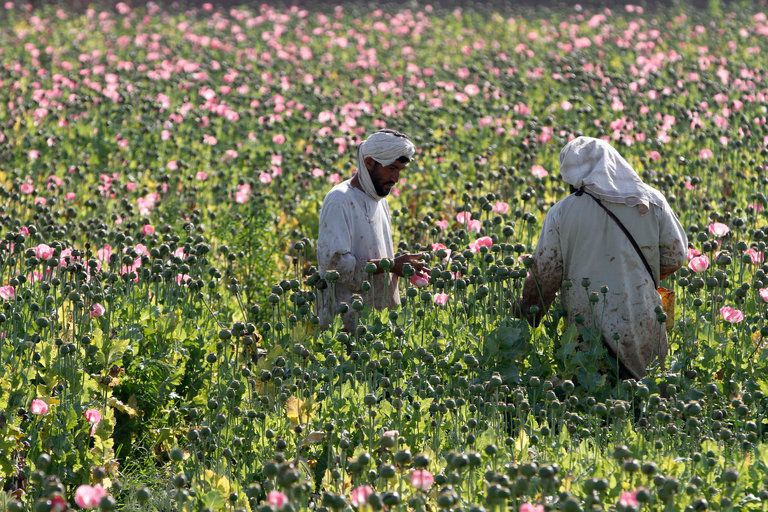 Bountiful Afghan Opium Harvest Yields Profits for the Taliban
