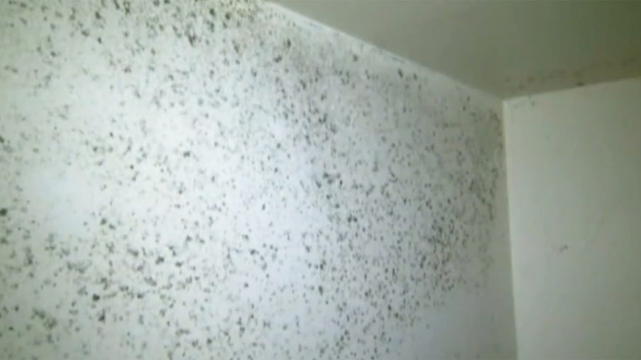 Vets pleading for cleanup of black mold festering in VA hospital for months