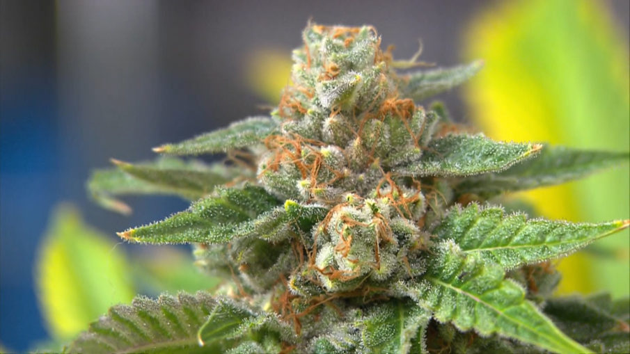 News Roundup: VA Finally Considering Stickiest of the Icky, Another Race Crime Hoax, Nude Man Stuck in Chimney