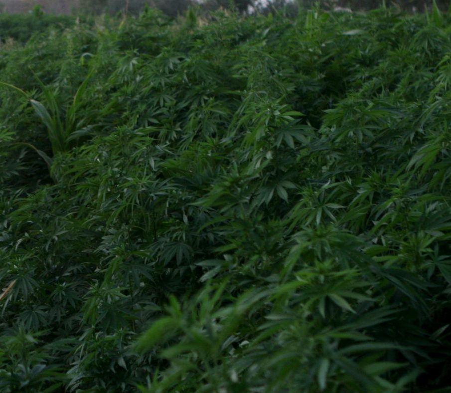 Medical marijuana for veterans, rejected by ‘Old Guard’