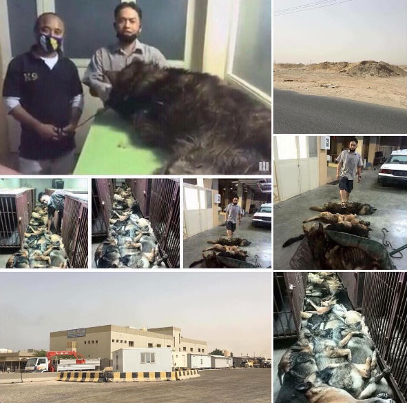 Update to dozens of working dogs massacred by Eastern Securities in Kuwait