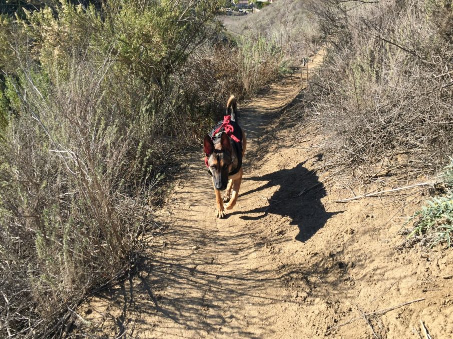 Watch: Former Navy SEAL Uses K9s for His Leadership Development and Human Performance Training