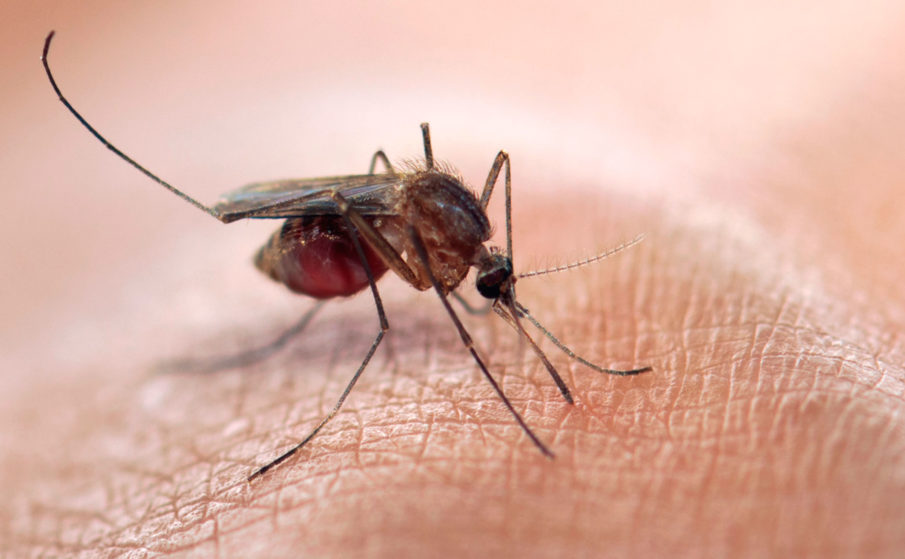 Military discloses at least 11 troops infected with Zika virus this year