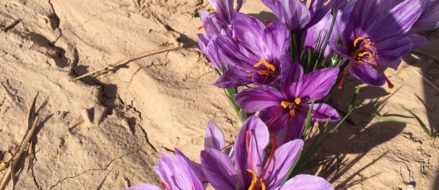 U.S. Army Vets Seek to Spice Up Global Saffron Biz