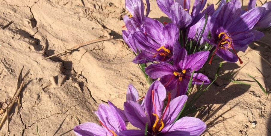 U.S. Army Vets Seek to Spice Up Global Saffron Biz