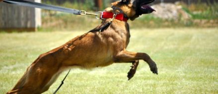 Life Lessons Learned From an Attack Dog